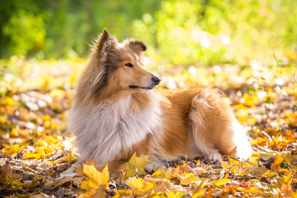 O cão Collie é um cachorro medroso em vários sentidos