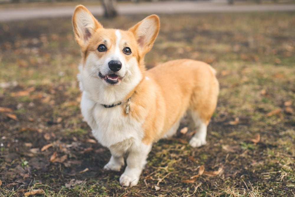 Raça Corgi não gosta de barulhos altos