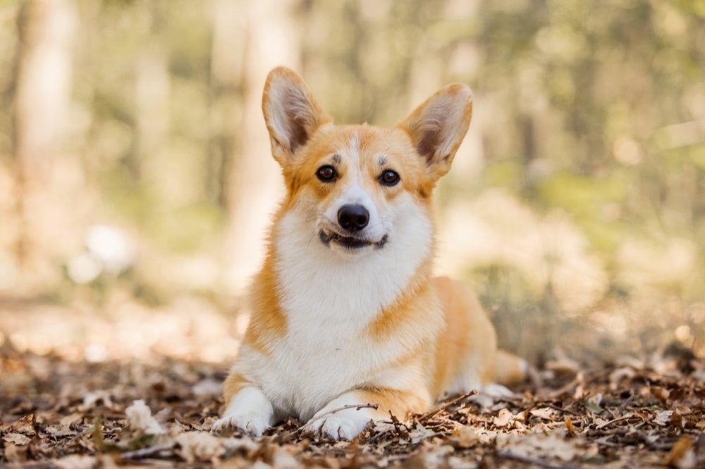 O cachorro Corgi é altamente treinável