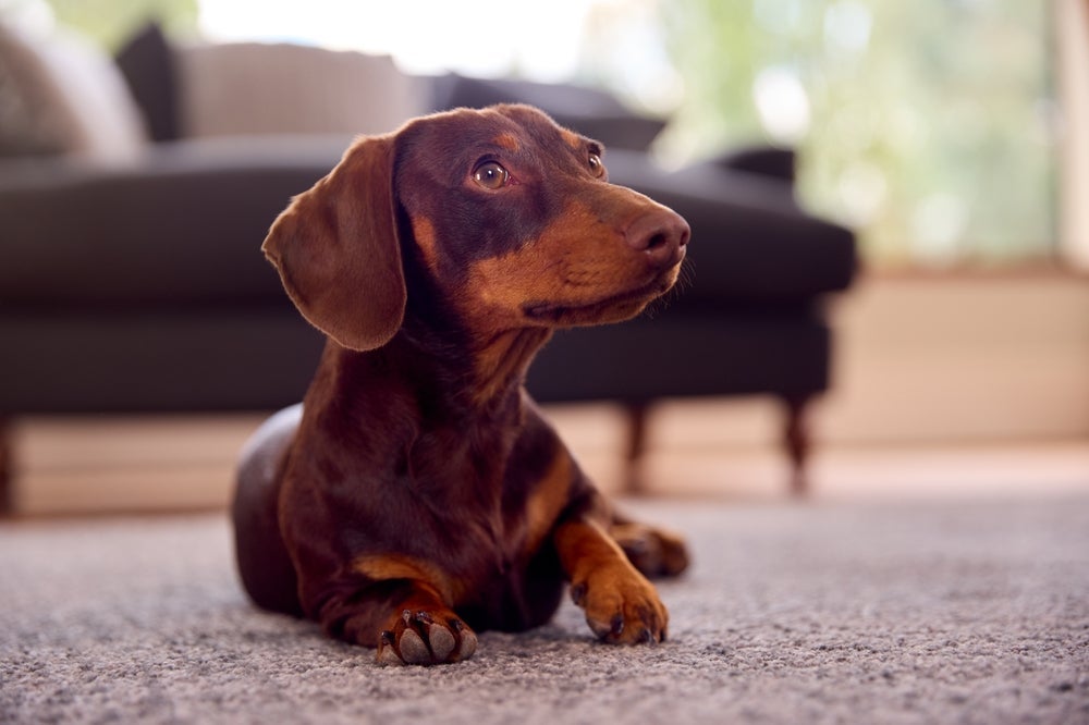 A tosa de cachorro não é necessária no Dachshund de pelo curto