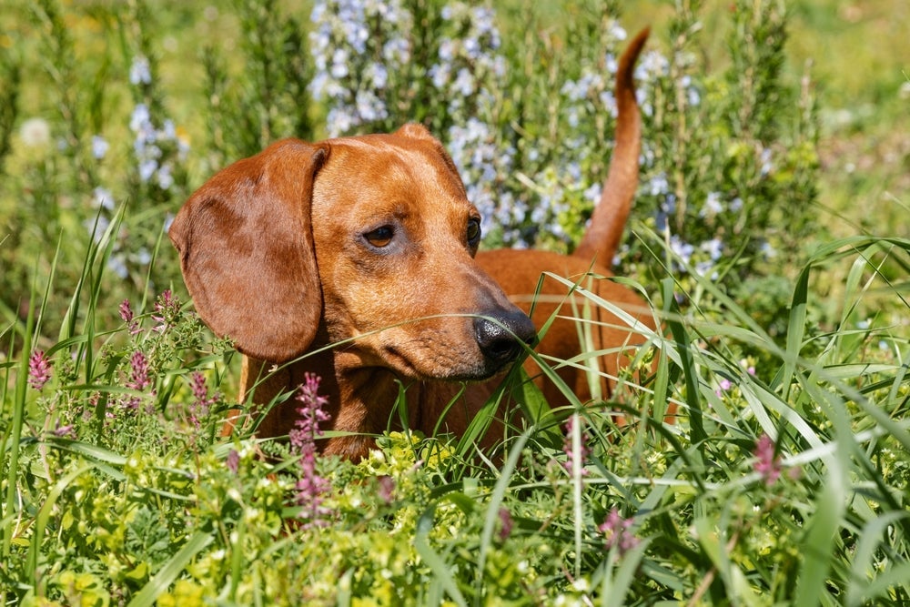 Quantos anos vive um cachorro Dachshund pode surpreender