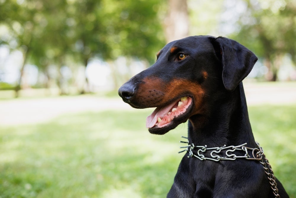 O Doberman é uma das raças de cachorro mais fáceis de treinar