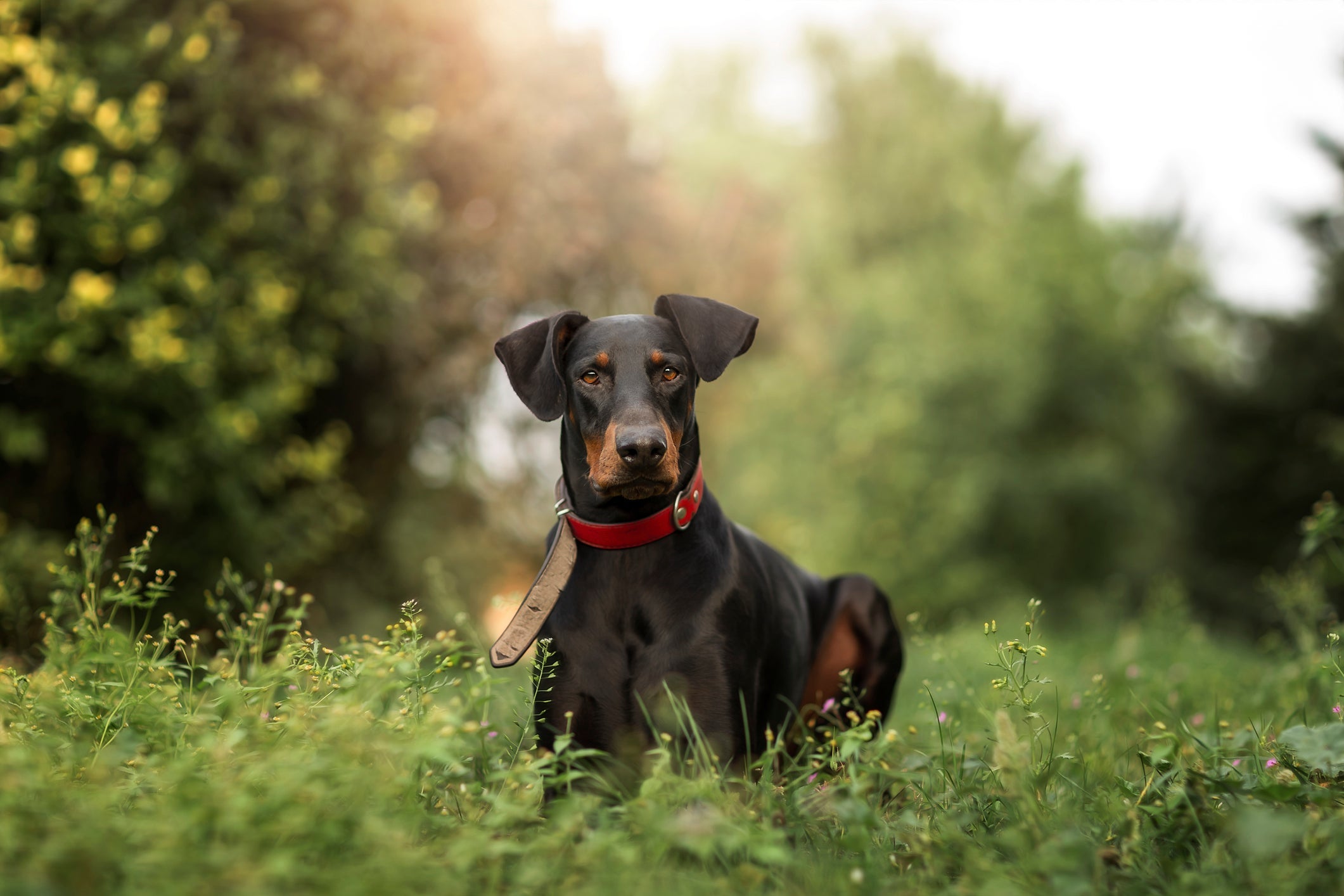 Doberman: cachorro da raça é musculoso e ágil