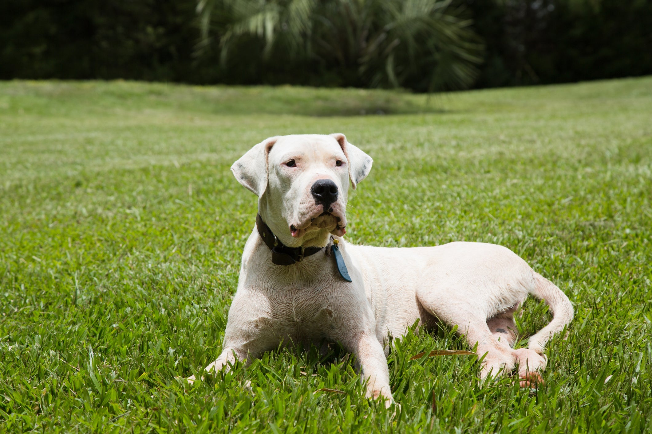 Cachorro Dogo Argentino é destemido