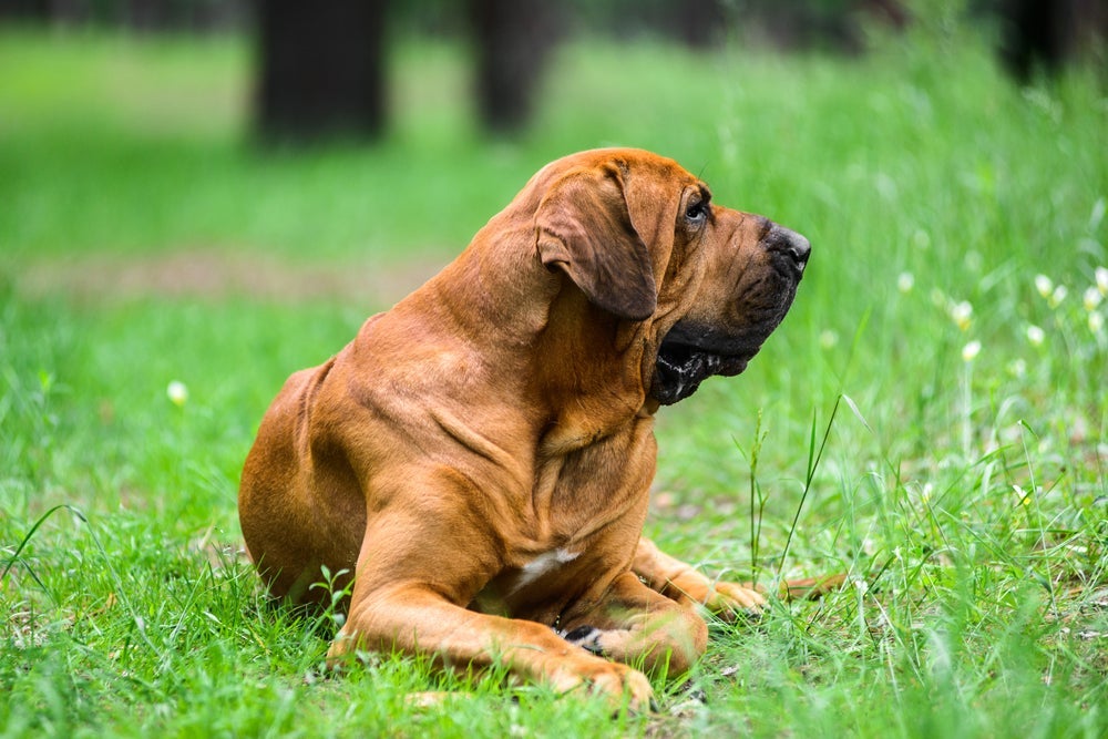 O cachorro Fila Brasileiro é muito protetor