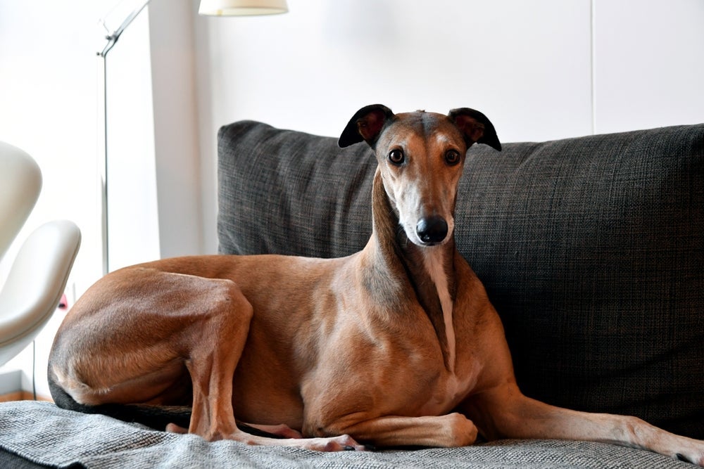 O Galgo Inglês não é tão acostumado com estranhos