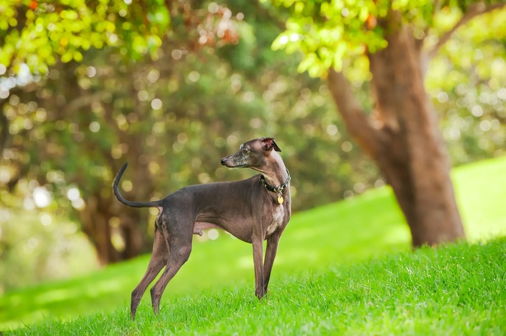 Vida de cachorro: expectativa de vida do Galguinho é alta