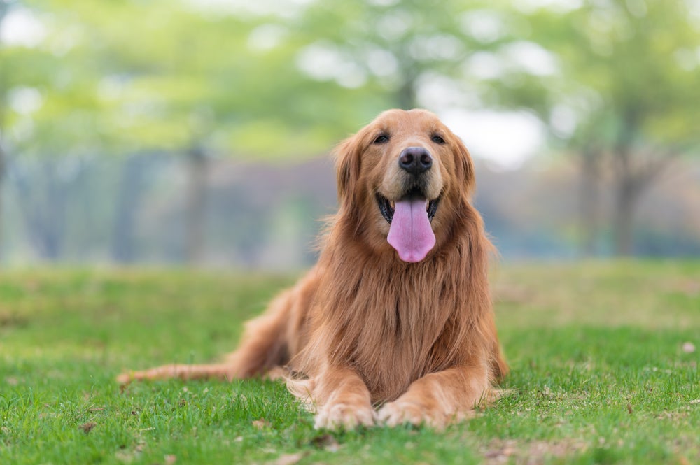 Inteligência canina: o Golden Retriever é destaque no assunto