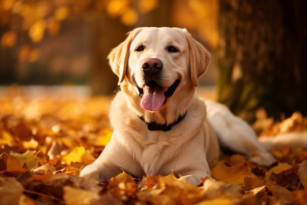 O Golden Retriever é uma das melhores raças de cachorro