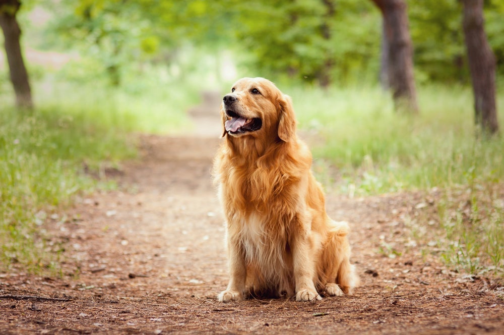O Golden Retriever é uma raça de cachorro grande cheia de qualidades