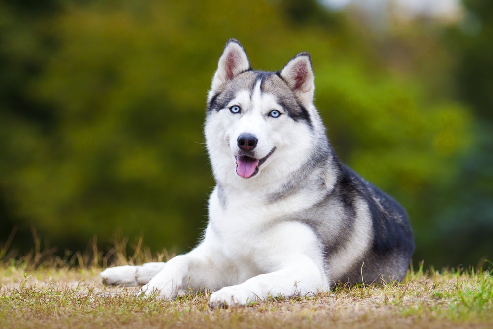 O Husky Siberiano tem a pelagem volumosa, mas não pode ser tosado