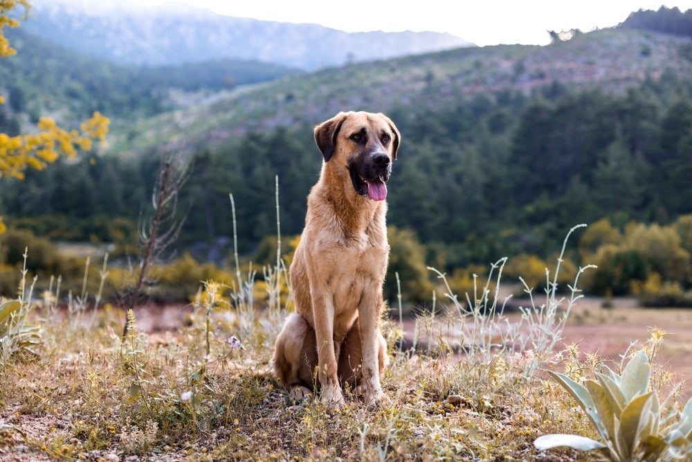 A mordida do Kangal é muito intensa