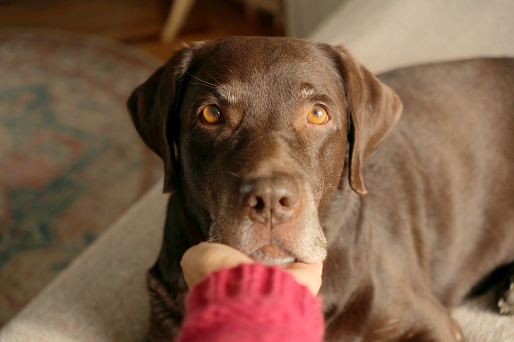 Labrador: raça de cachorro é uma das mais obedientes