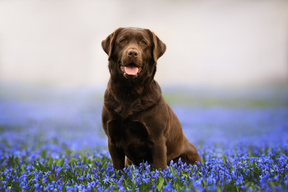 O Labrador é um cachorro inteligente e gentil