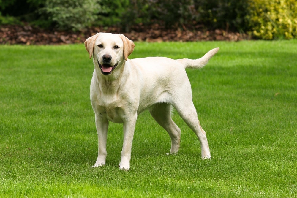 Labrador é uma das raças de cachorro de pelo curto mais fáceis de cuidar