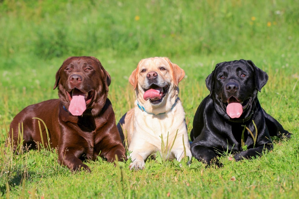 Raça Labrador é tão inteligente que pode ter várias funções