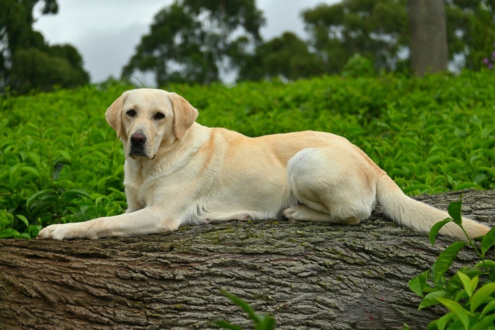 Um cachorro grande e muito amigável é o Labrador