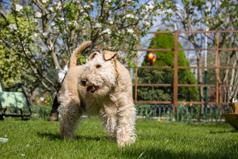 A longevidade de raças de cachorro como o Lakeland é uma boa surpresa
