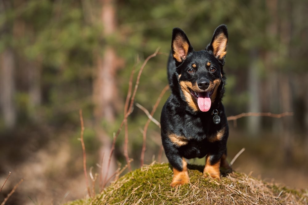 Lancashire Terrier é o cão com a maior expectativa de vida