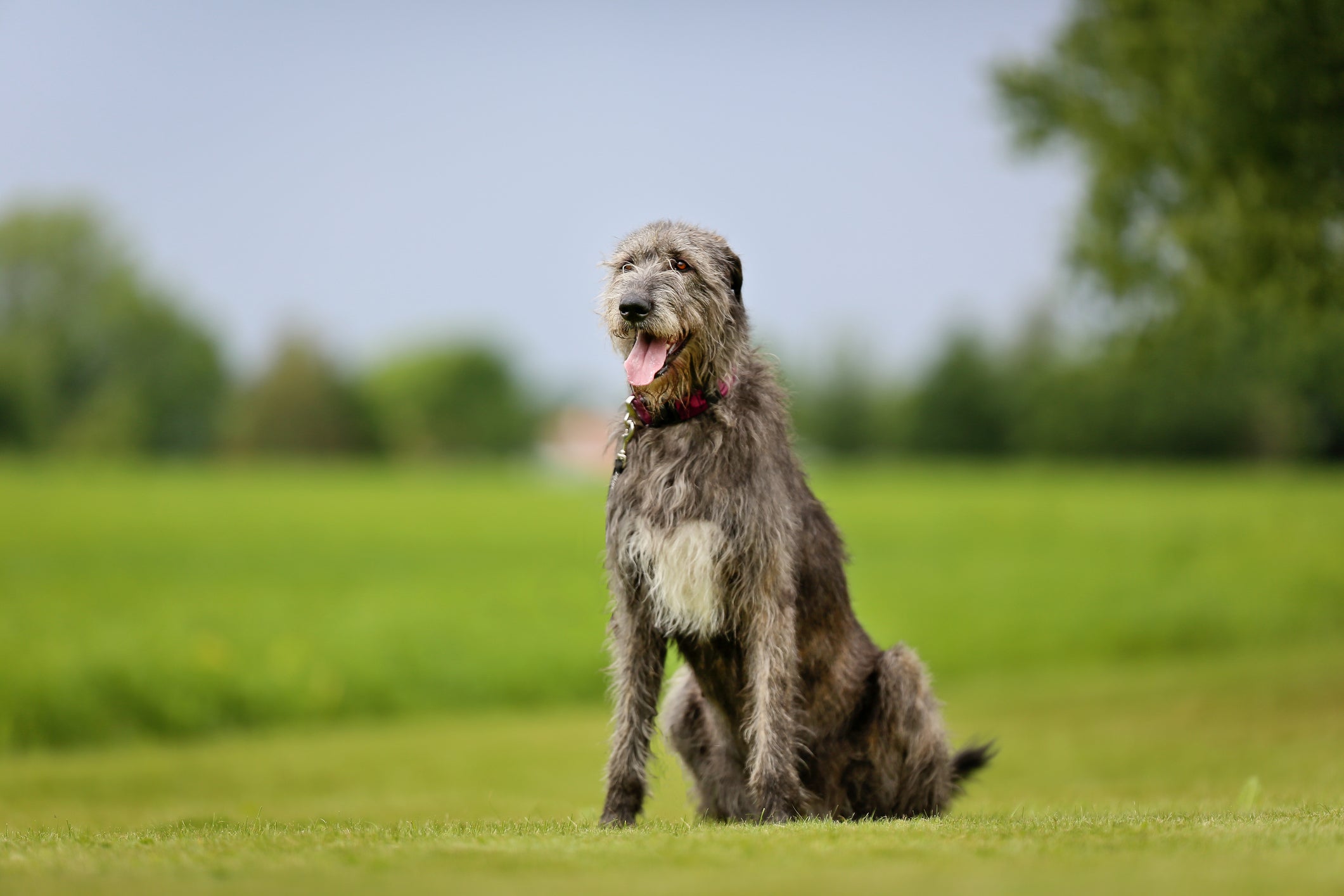 O Lébrel Irlandês é um cachorro grande que não curte muito carinho