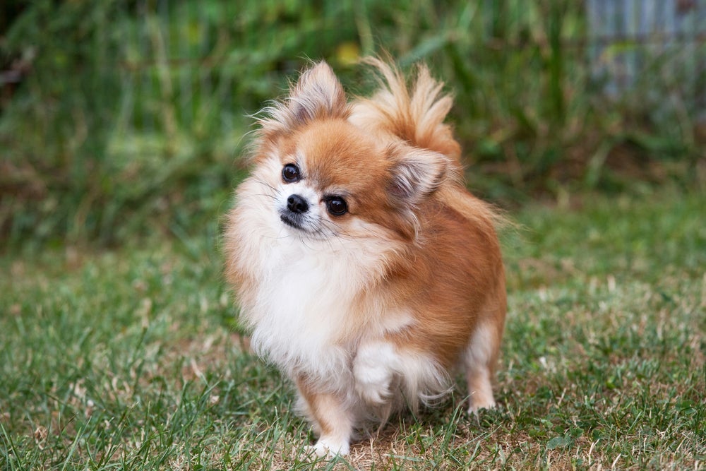 O Spitz Alemão anão (Lulu da Pomerânia) esconde uma personalidade forte