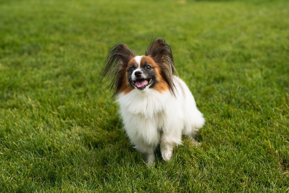 O Papillon é uma das raças de cachorro pequeno mais inteligentes