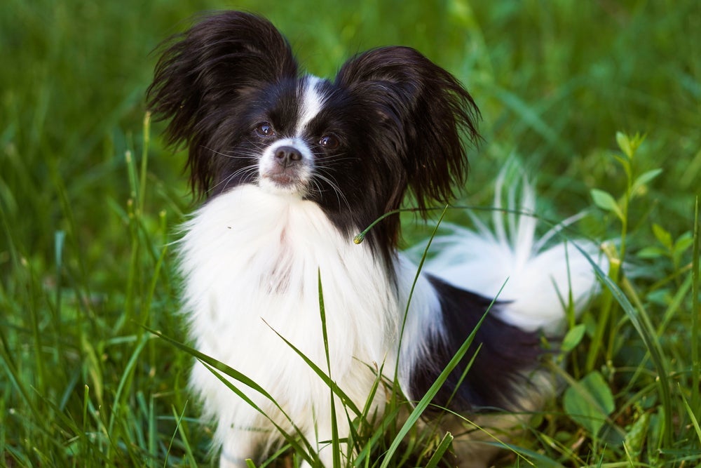 Cachorro: expectativa de vida do Papillon é uma das mais altas