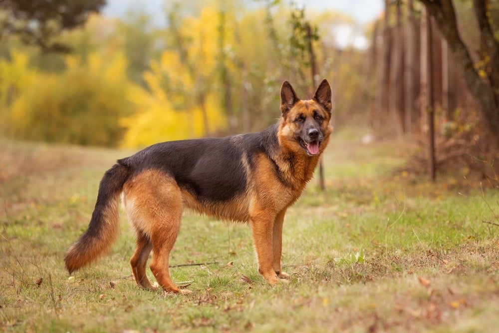 Raças de cachorro: o Pastor Alemão é bem alto e forte