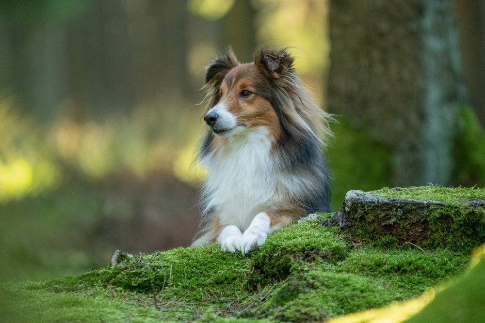 O Pastor-de-shetland é um cachorro inteligente e astuto