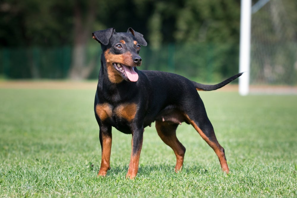 O cachorro Pinscher tem a pelagem curta e rente ao corpo