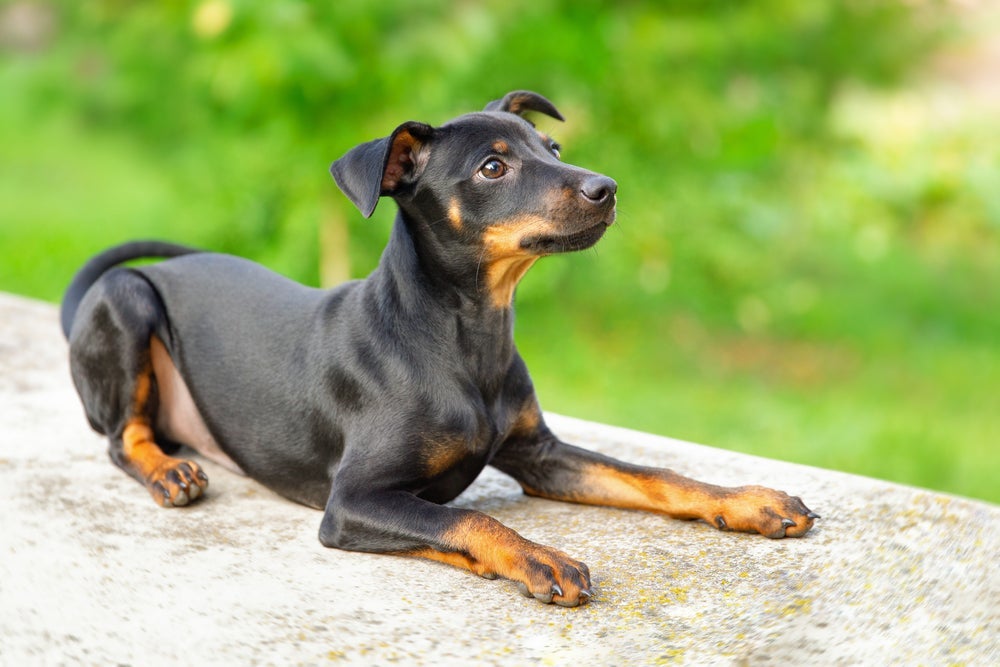 O Pinscher é uma das raças de cachorro que vivem mais tempo