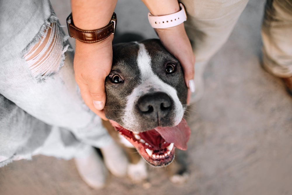 O cão da raça Pitbull pode surpreender com a sua lealdade