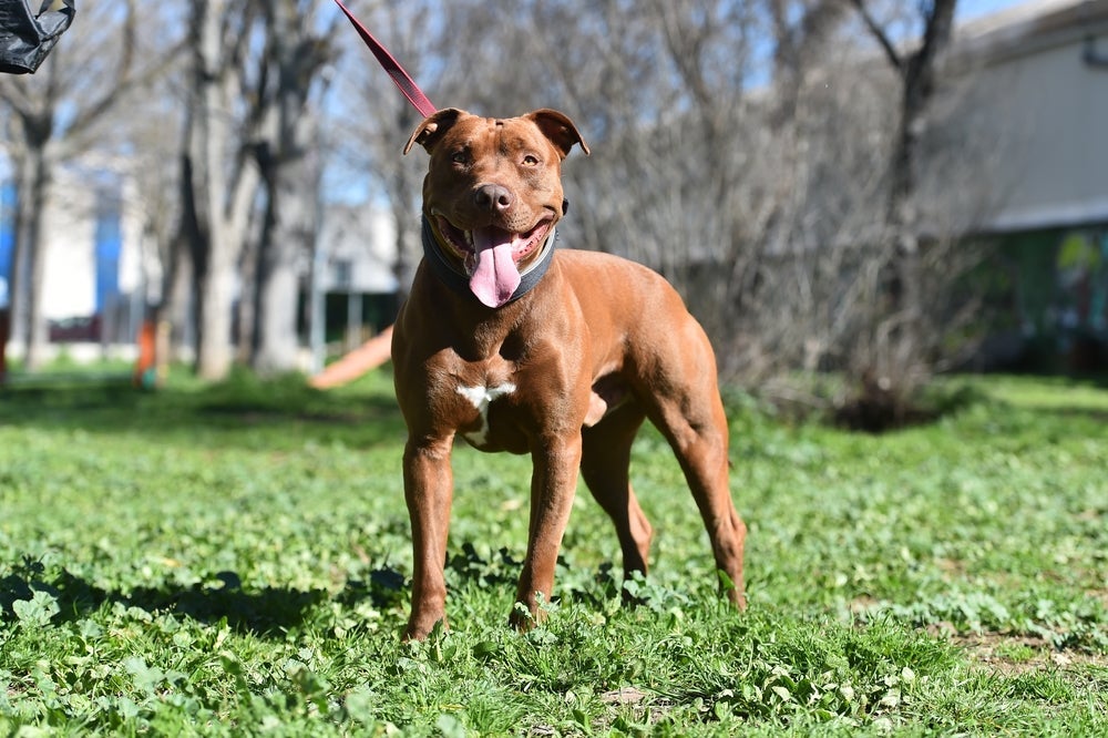 O Pitbull é um cachorro grande amoroso