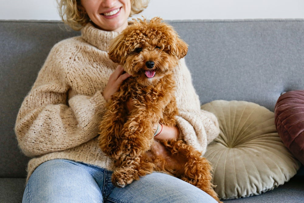O cachorro Poodle é muito afetuoso com os donos