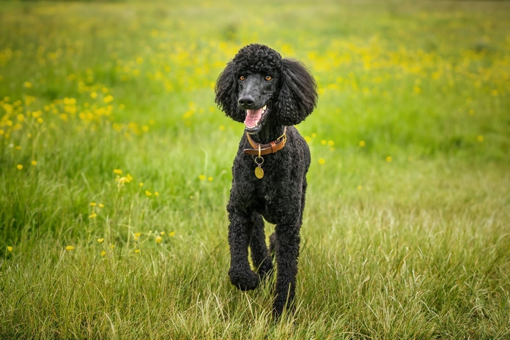 O Poodle pode ter diferentes tamanhos