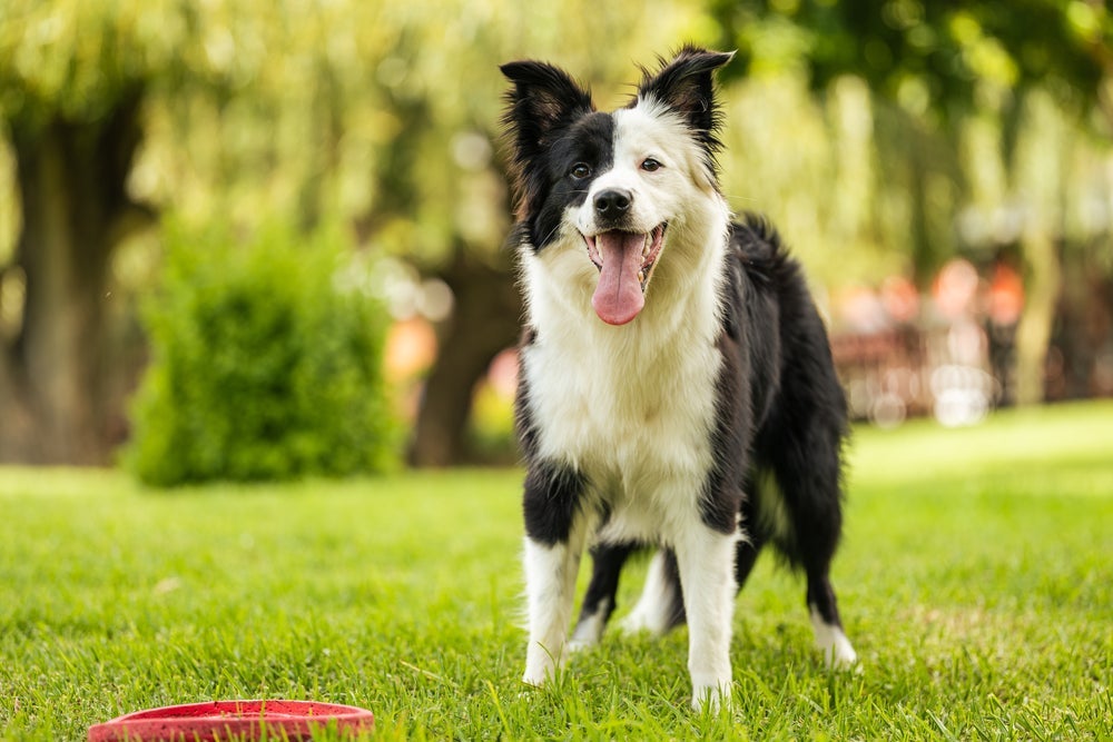 Cachorro Border Collie tem um alto nível de proteção com os donos