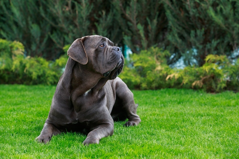 Cachorro Cane Corso, além de protetor, é muito ativo