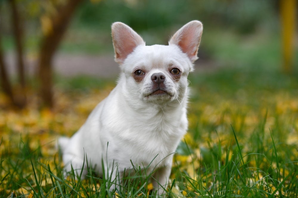 A raça Chihuahua é pequena, mas destemida