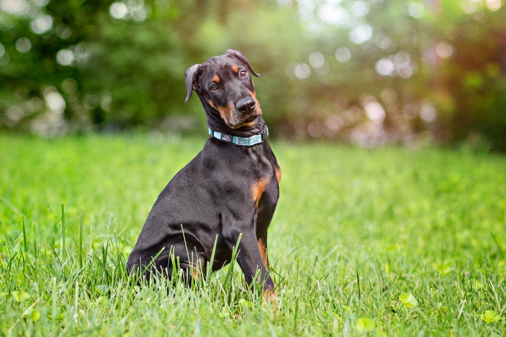 Raça Doberman é uma das mais protetoras