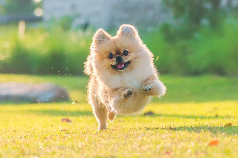 O Lulu da Pomerânia é baixinho, mas é muito esperto e corajoso
