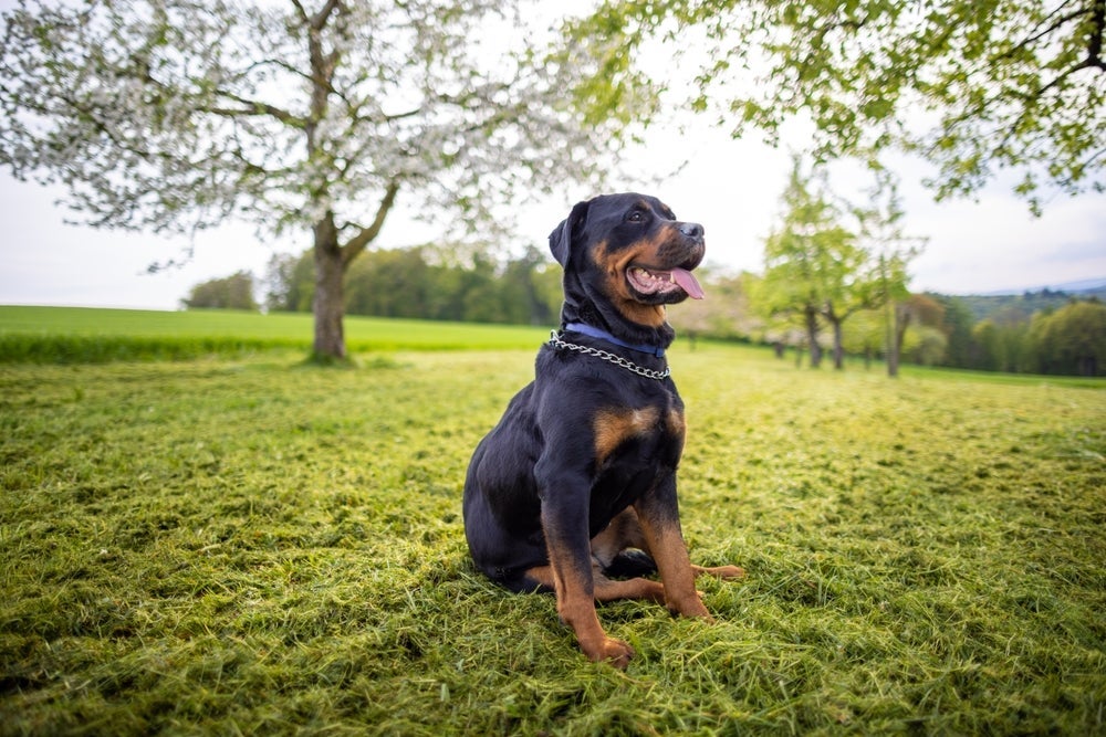 O Rottweiler intimida e tem uma postura defensiva, mas é puro amor com os donos