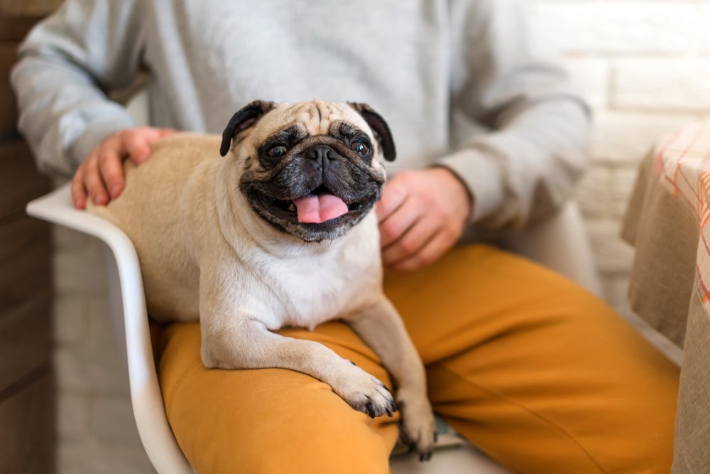 Raça de cachorro Pug é amorosa e tranquila