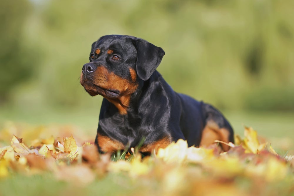 A inteligência canina do Rottweiler é enorme