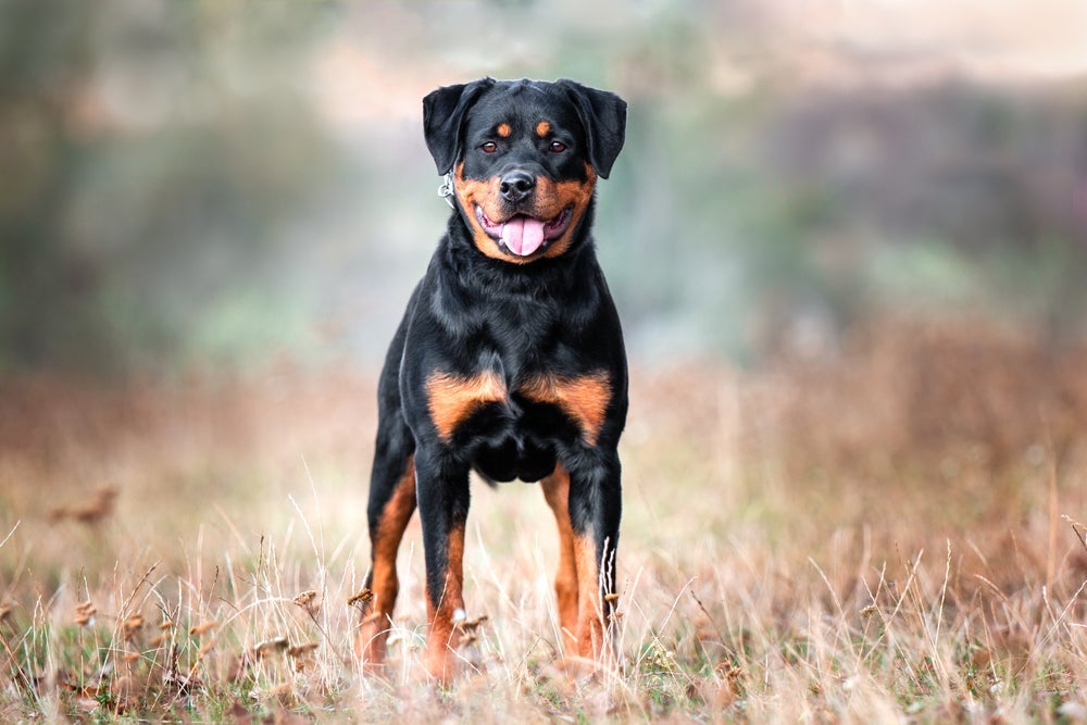 Rottweiler é um cachorro grande e imponente