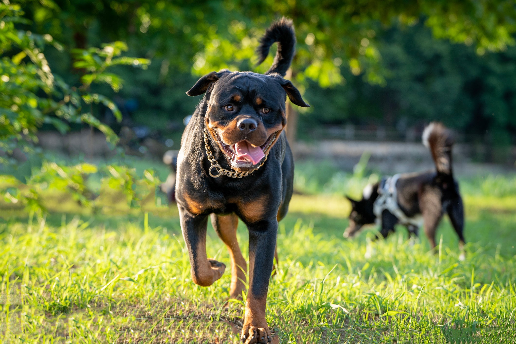 Além de forte, o Rottweiler é inteligente