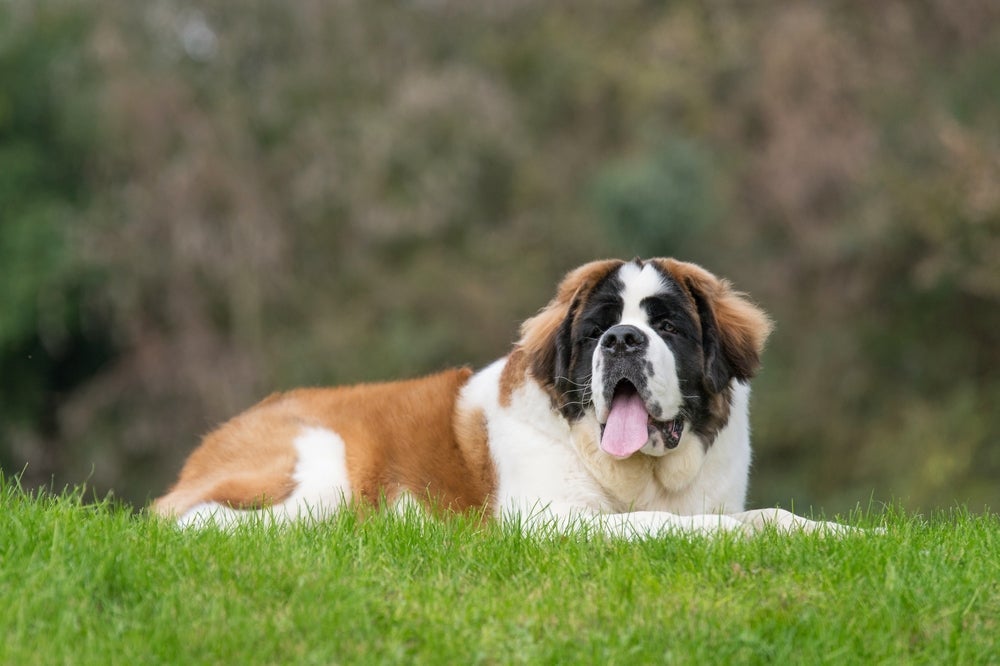 O cachorro São Bernardo é muito forte