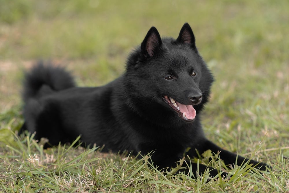 O Schipper é um cachorro inteligente e perspicaz
