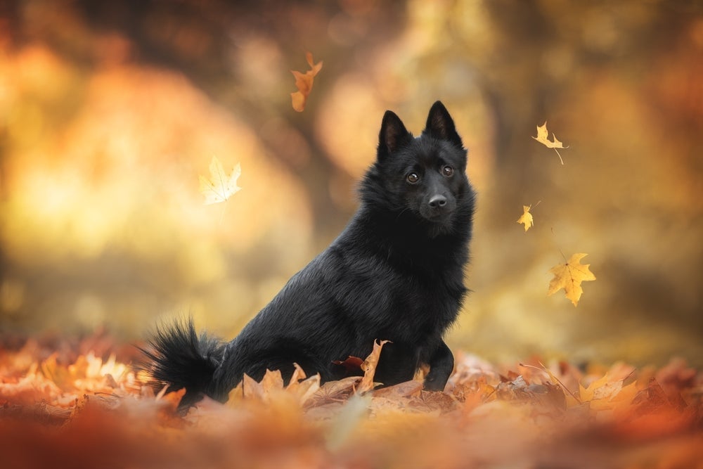 Quantos anos um cachorro vive: no caso do Schipperke, é bastante