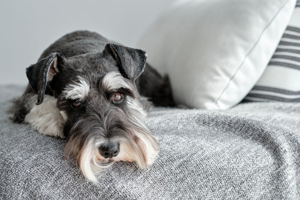 O Schnauzer tem personalidade forte, mas também sente medo