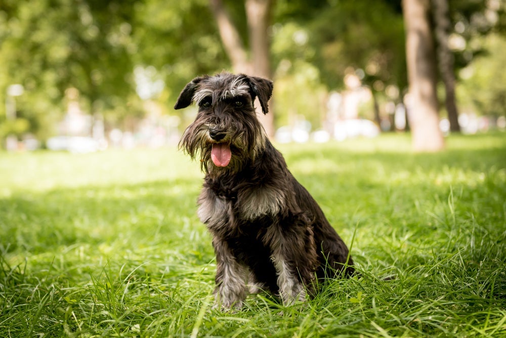 Schnauzer: cachorro aprende rapidinho